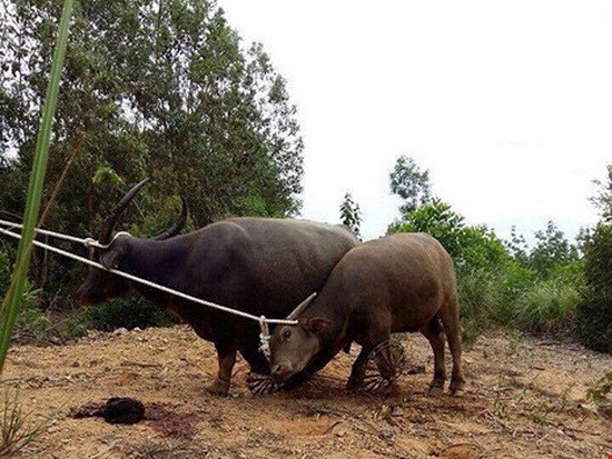 兩頭水牛頂死主人。（示意圖源：互聯網）