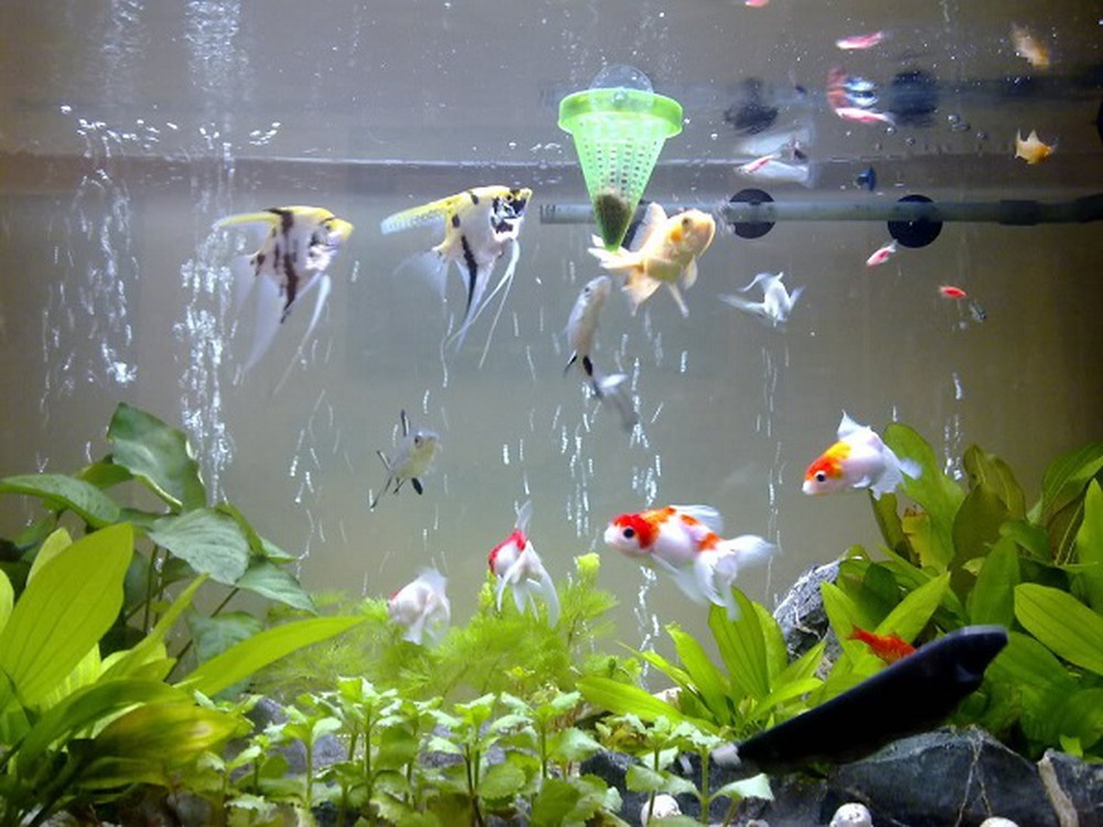 （示意圖源：互聯網）