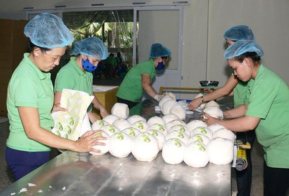 供出口的椰子加工線。