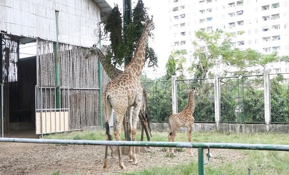 未滿兩個月的小長頸鹿寶寶（右）在父母身邊玩耍。（圖源：互聯網）