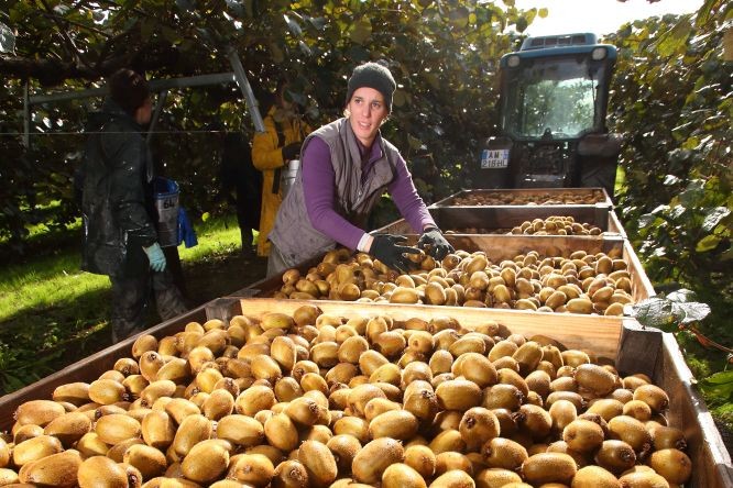 法國奧斯卡奇異果收成。（圖源：SCAAP）