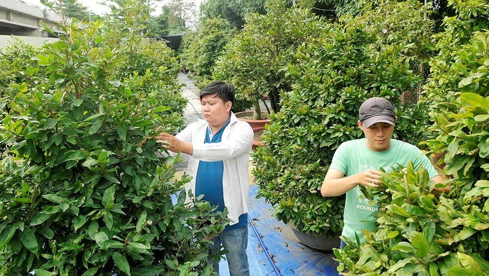 平政縣中山梅園人員正在照料梅花。