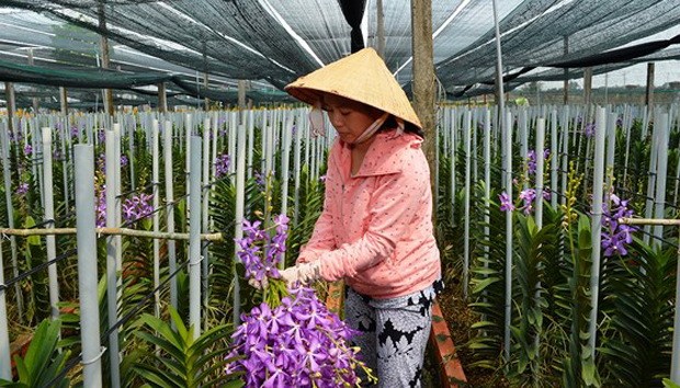 2018年胡志明市十大事件 ảnh 1