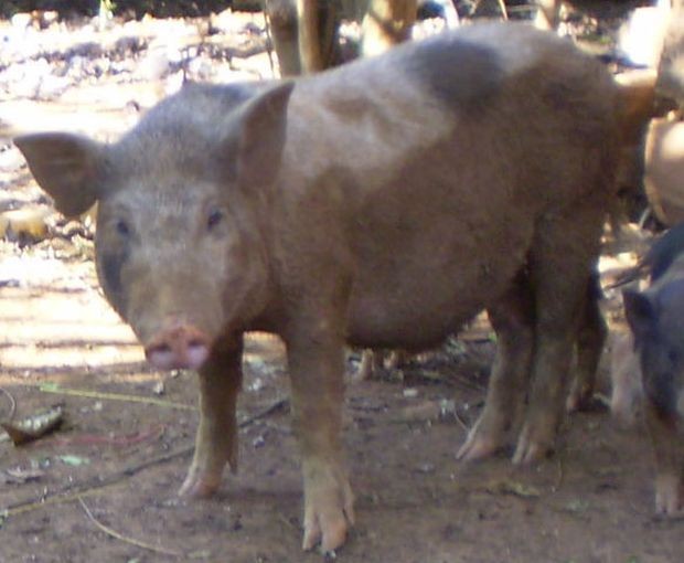 越南8 種特產土豬 ảnh 6