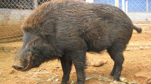 越南8 種特產土豬 ảnh 5