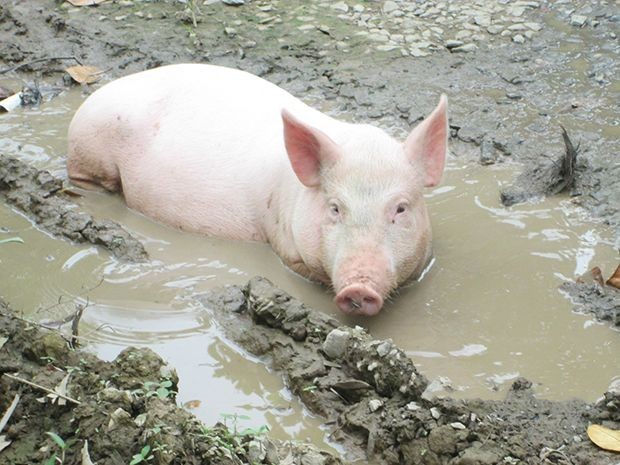 越南8 種特產土豬 ảnh 2
