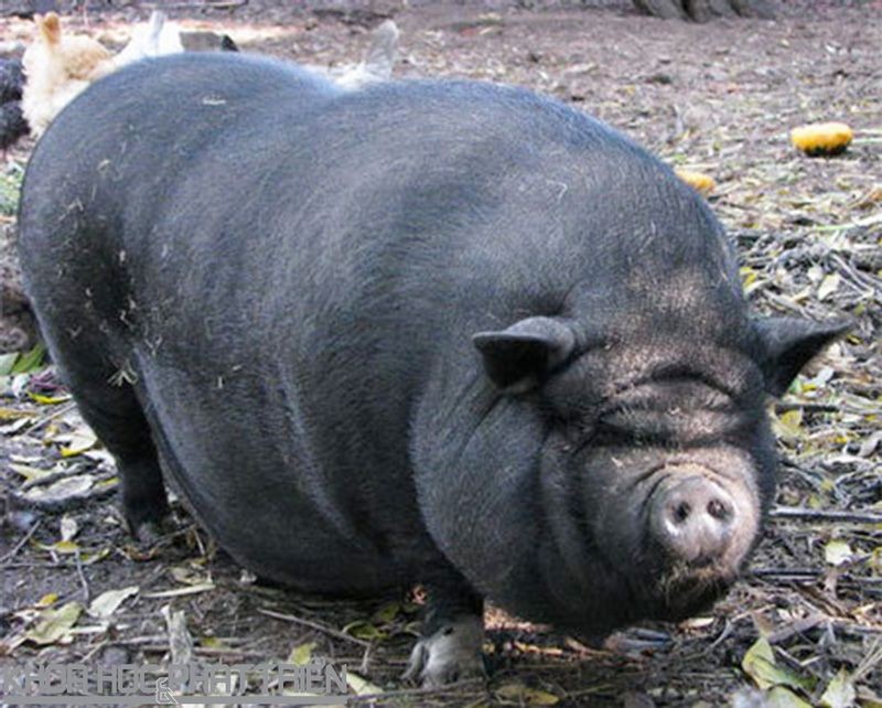 越南8 種特產土豬 ảnh 4