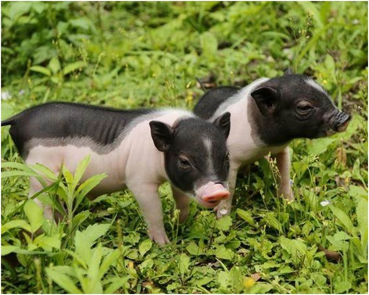 （示意圖源：互聯網）