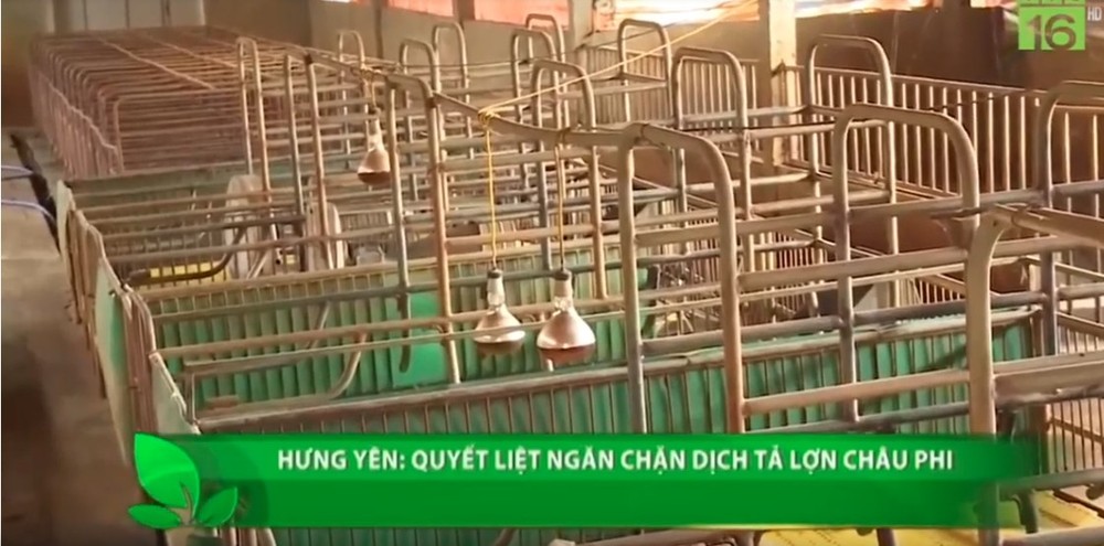 興安與太平省出現非洲豬瘟疫區。（圖源：VTC視頻截圖）