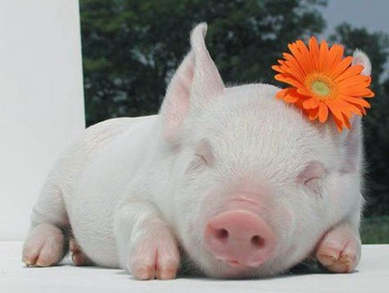 （示意圖源：互聯網）