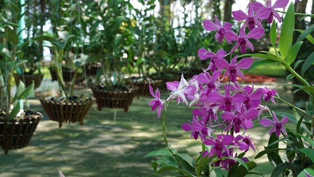 治安湖上的島嶼風光 ảnh 2