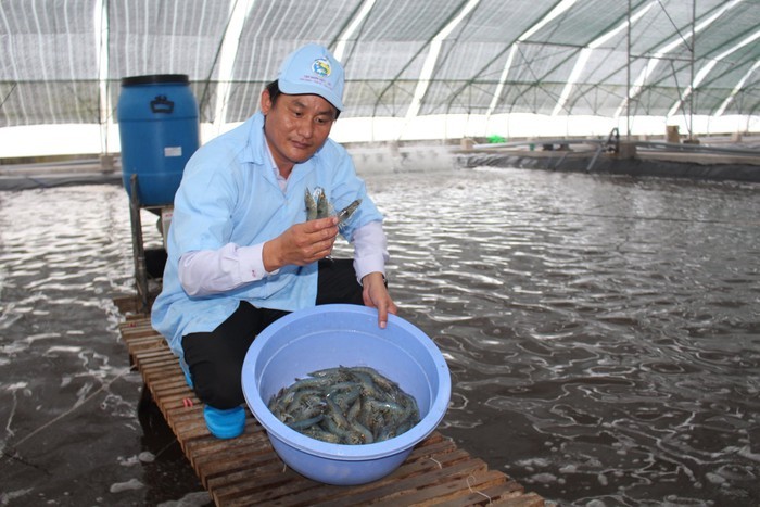 澳大利亞聯邦科學與CSIRO：協助目前放養草蝦效率提高三倍，並通過改善投產、應用及良好發展試行養殖及有效管理養殖區規劃事宜以提高生產效率。（示意圖源：互聯網）