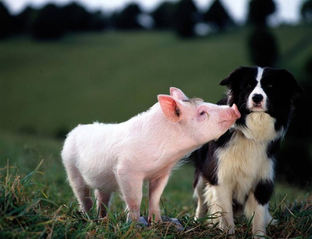 （示意圖源：互聯網）