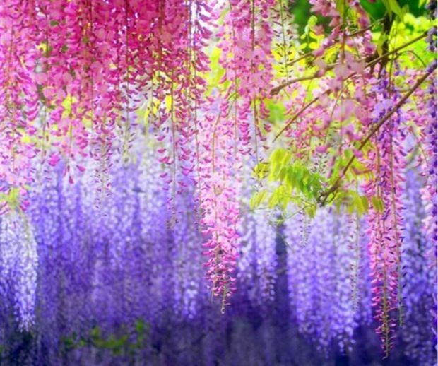 日本最美紫藤隧道 ảnh 1