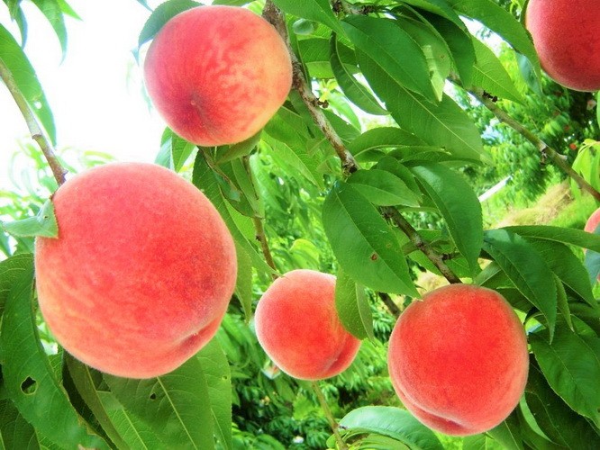 （示意圖源：互聯網）