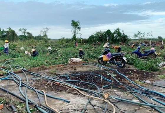 陳敏的胡椒園被砍伐，民眾前來採摘胡椒。
