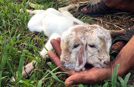 小羊有兩個頭4隻眼睛、兩個鼻子、兩個口，但僅有3隻耳朵。（圖源：九龍）