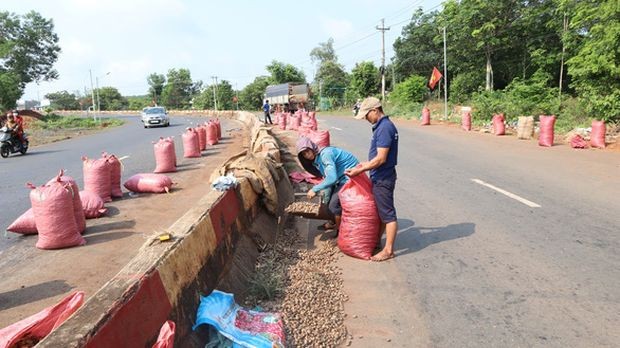 民眾幫車禍司機撿拾 32 噸腰果 ảnh 1