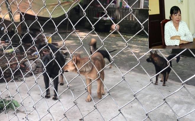 咬死人的犬群（大圖）與被起訴的犬主黎氏安（小圖）。（圖源：海寧）