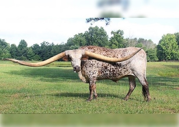 蓬喬的長角打破健力士紀錄。（圖源：互聯網）