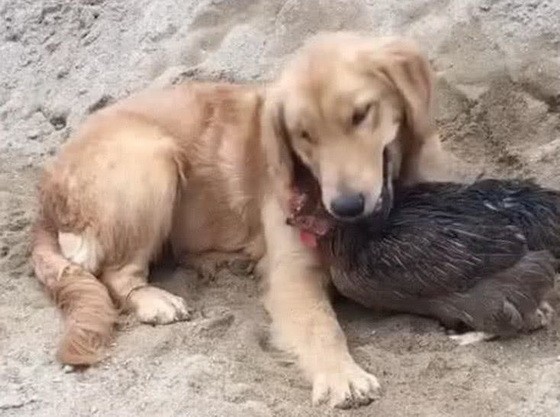 （示意圖源：互聯網）