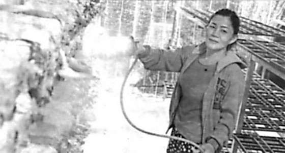 陳氏嬌詩在照料她種植的菇類。