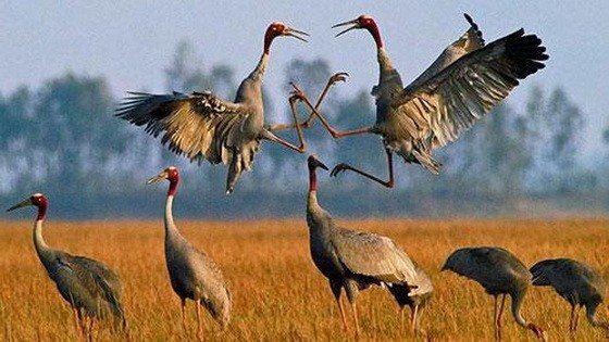 圖為同塔省三農縣鳥棲國家公園內的赤頸鶴。（示意圖源：互聯網） 