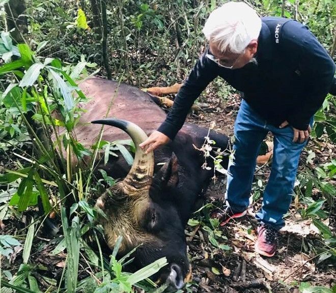 同奈文化天然保護區主任陳文未在測量死亡野牛角長度。（圖源：CTV）