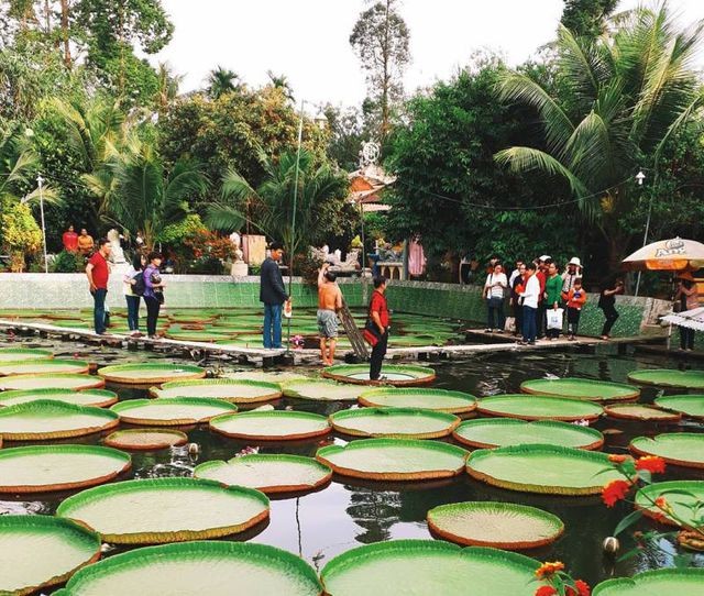 不少遊客排隊等上荷葉“打卡”。