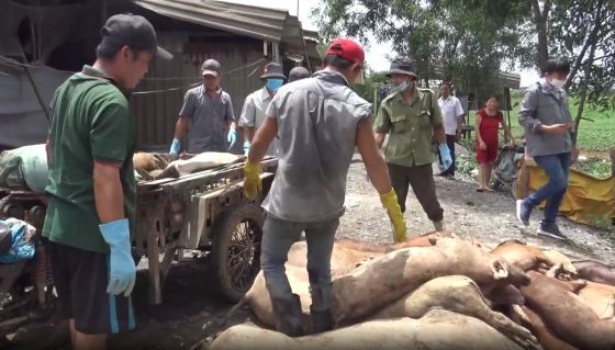 平政縣民兵參與處理豬瘟工作。（圖源：視頻截圖）