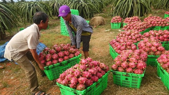 圖為平順省火龍果收穫。（示意圖源：互聯網）