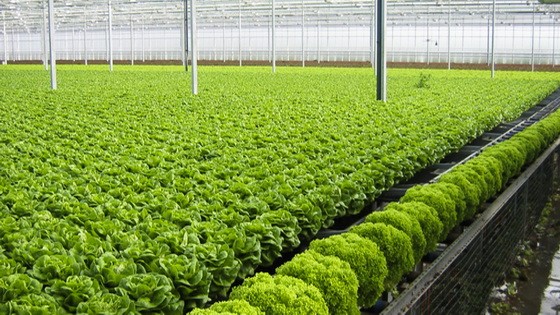 （示意圖源：互聯網）