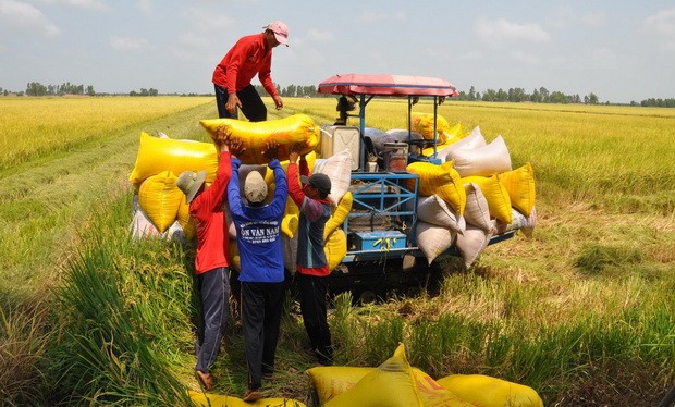 打造無公害有機農業 ảnh 1