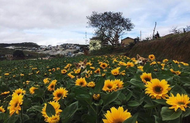 大勒山城的寵犬農莊 ảnh 1