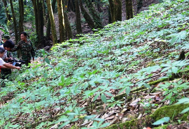 探索廣南省玉靈參“王國” ảnh 4