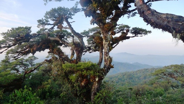 探索廣南省玉靈參“王國” ảnh 1