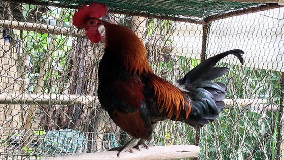 （示意圖源：互聯網）