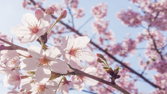 （示意圖源：互聯網）