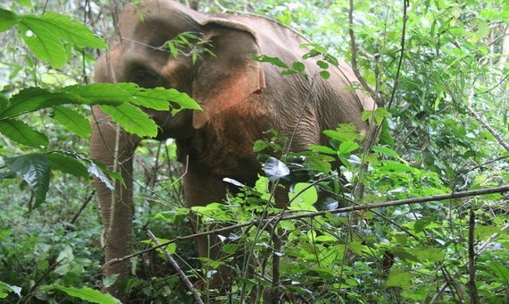 野象連續在德農省破壞農作物。（圖源：民智）