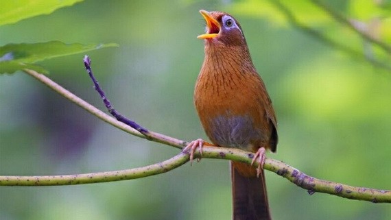 （示意圖源：互聯網）