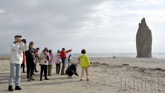 被定位為北方4島日俄共同經濟活動試行項目的首個旅遊團30日啟動。日本遊客和政府相關人士等44人當天上午乘船在國後島登陸。（圖源：共同社）