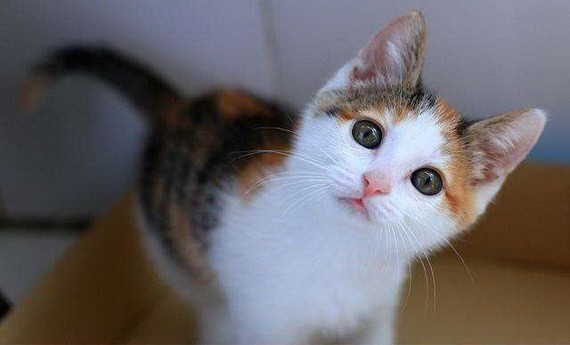 （示意圖源：互聯網）