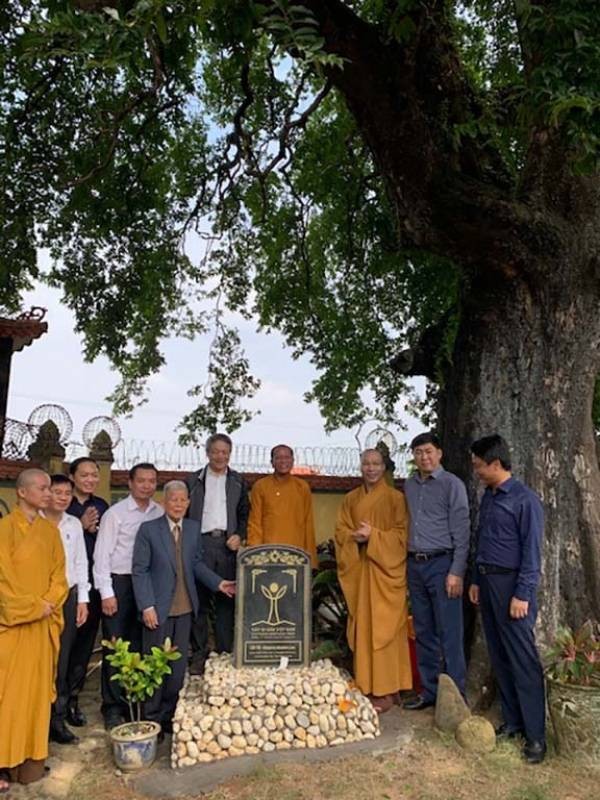 900 年黃柿樹獲公認為遺產樹 ảnh 1