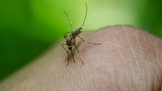 白線斑蚊是傳播登革熱的病媒蚊。（圖源：互聯網）