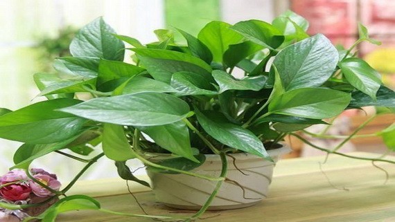 （示意圖源：互聯網）