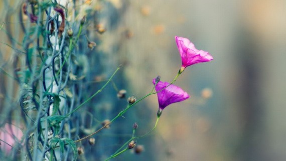 （示意圖源：互聯網）