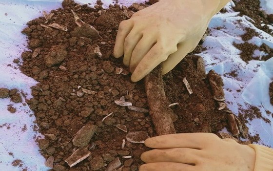 出土的烈士骸骨。（圖源：H.T）