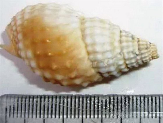 中毒者所使用的海螺。（圖源：民生）