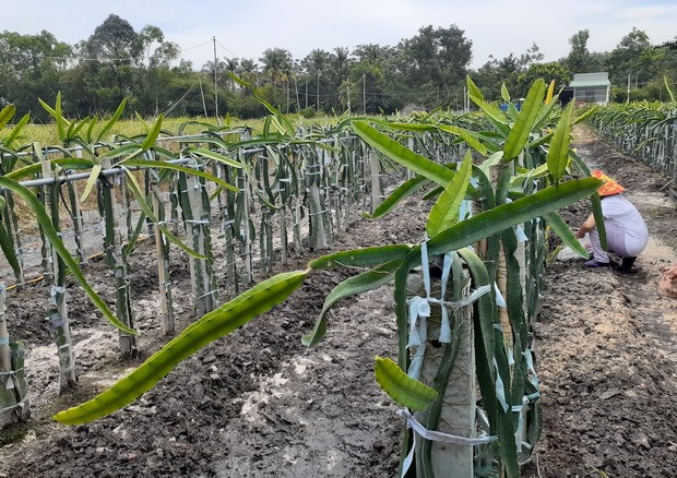 引進優質品種  有助經濟發展 ảnh 1