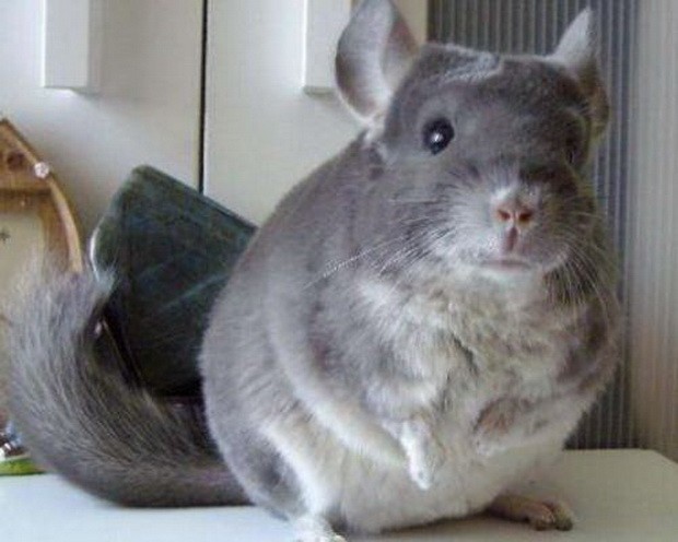 盤點10大可愛老鼠 ảnh 2